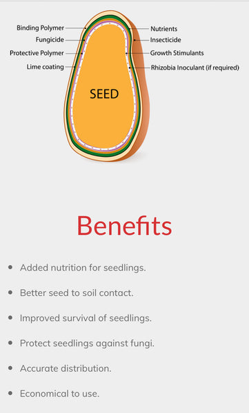 Bermuda Grass /Couch Grass - Cynodon Dactylon (Prices From)