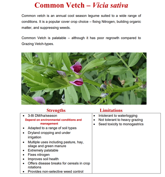 Common Vetch Seeds  25kg