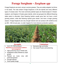 Sweet Betty Forage Sorghum 25kg