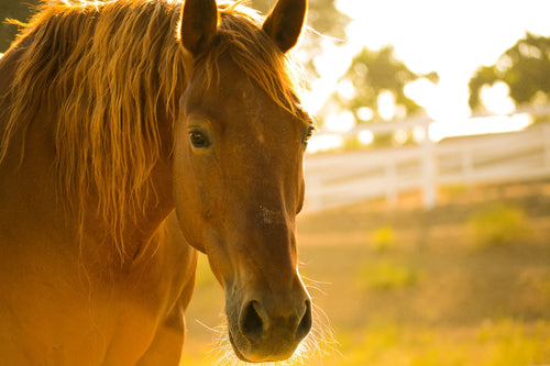 Horse Pasture Blend Seeds 10kg