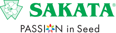 Paulista Bush Bean Seeds (Prices From)