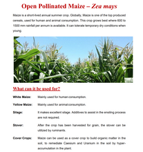 White Maize Seeds : ZM 521 (Prices from)