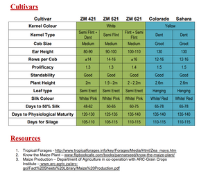 White Maize Seeds : ZM 521 (Prices from)