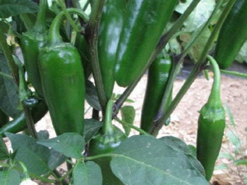 Spicy Slice Jalapeno Seeds (Prices From)