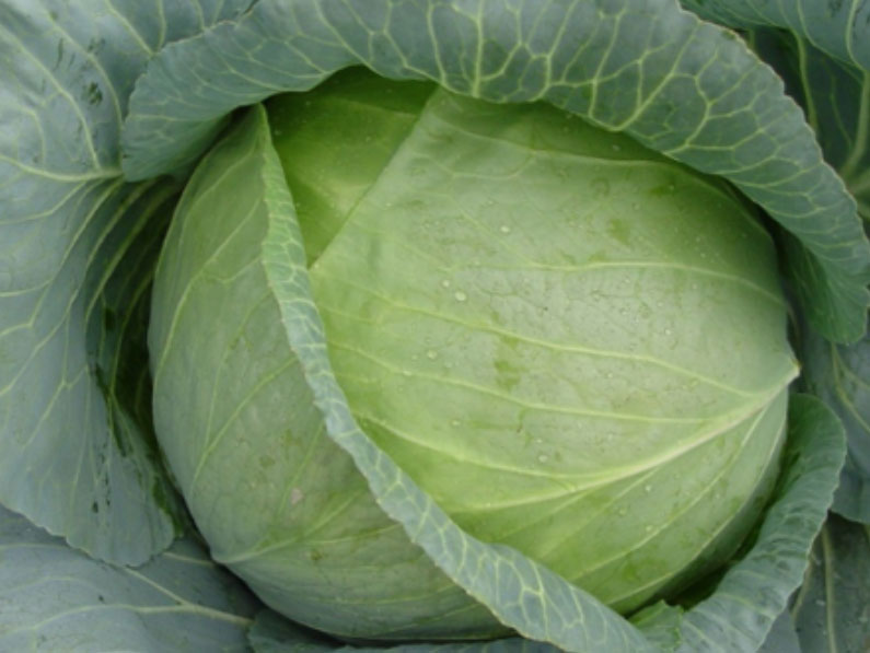 Superslam White Round - Medium Cabbage Seeds (Prices From) – For the Farmer