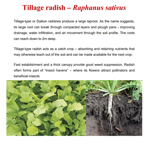 Tillage Radish Seeds (Sodbuster) 1kg